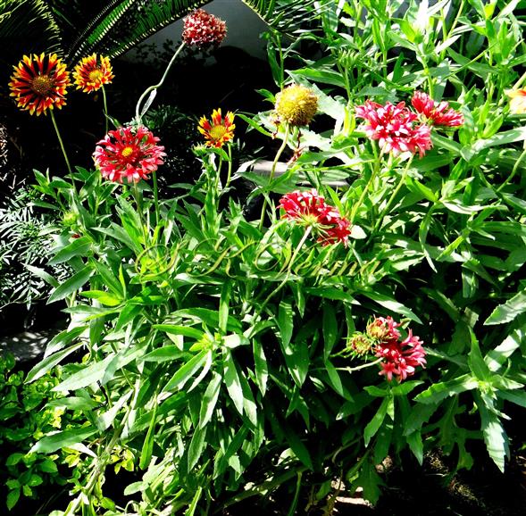  Plants with radiant capitula